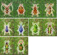 Fauna, Beetles, 10v; 1.50 R х 4, 4.50 R х 6